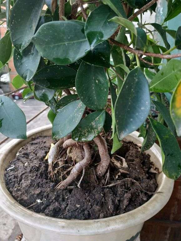 榕树下山桩出现了卷叶症状 怎么办 图片