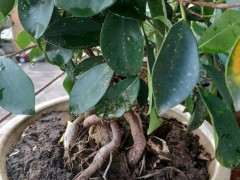 榕树下山桩可以制作成沉木吗 图片