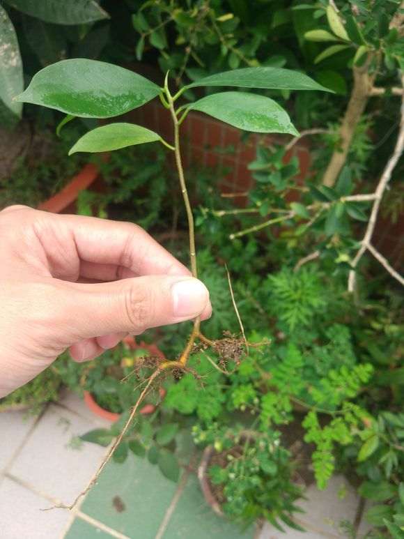 为什么榕树下山桩气根去掉