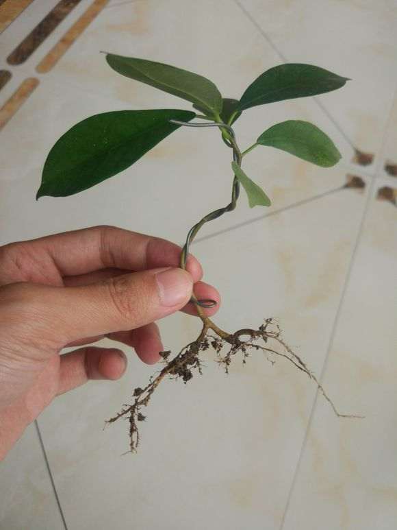 为什么榕树下山桩气根去掉 主根才会长粗