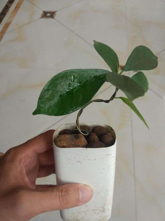 为什么榕树下山桩气根去掉