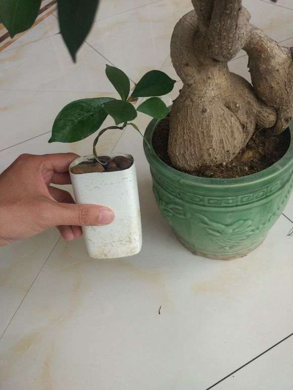 为什么榕树下山桩气根去掉