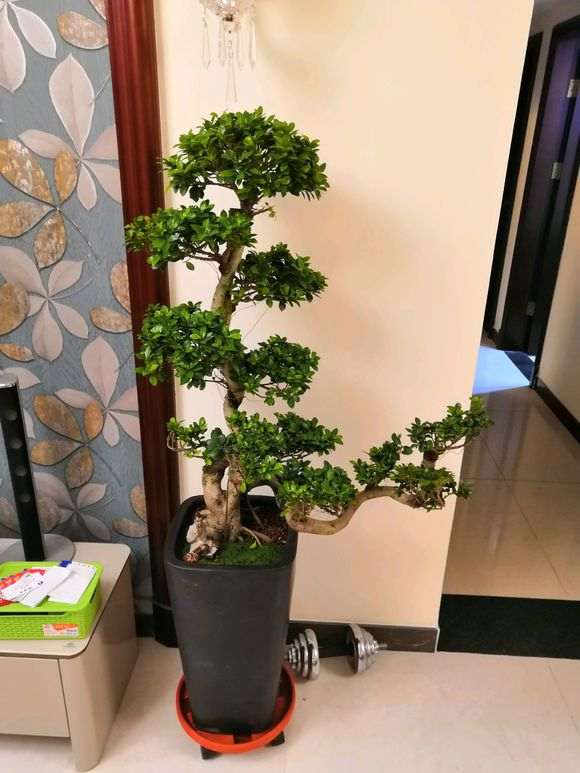 榕树下山桩买了10天 每天都掉叶子 怎么办