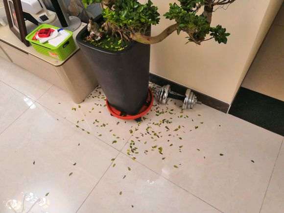 榕树下山桩买了10天 每天都掉叶子 怎么办