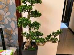 榕树下山桩买了10天 每天都掉叶子 怎么办