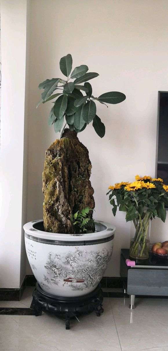 榕树下山桩不发新叶子 怎么办 图片