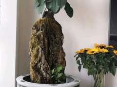 榕树下山桩不发新叶子 怎么办 图片