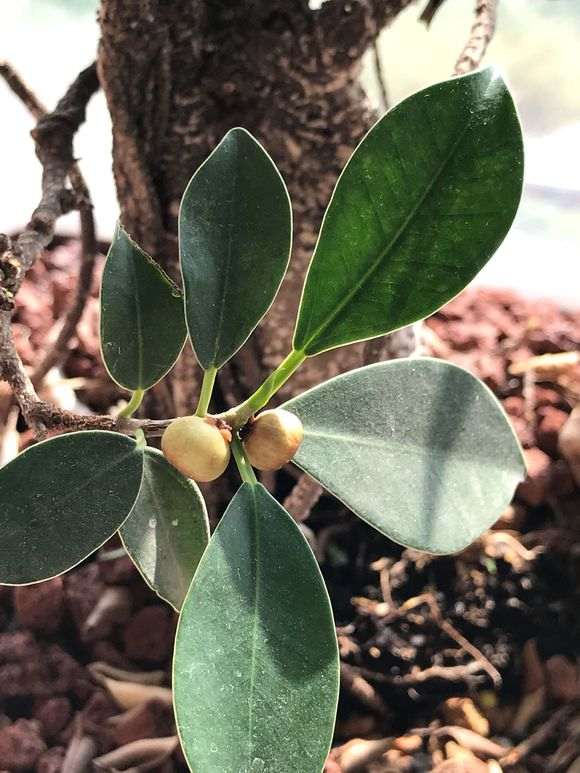 虎皮榕树下山桩没见开花怎么结果啊 图片