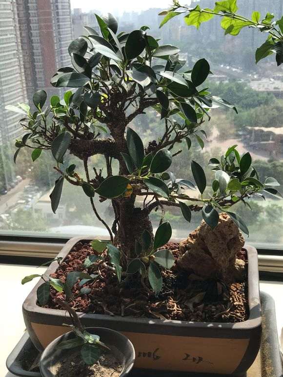 虎皮榕树下山桩没见开花怎么结果啊 图片