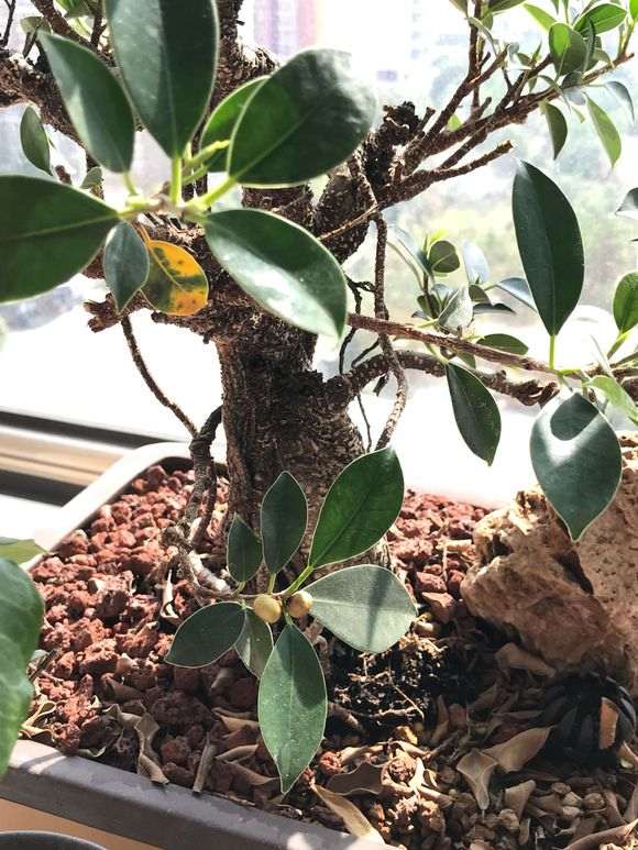 虎皮榕树下山桩没见开花怎么结果啊 图片