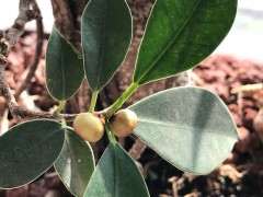 虎皮榕树下山桩没见开花怎么结果啊 图片