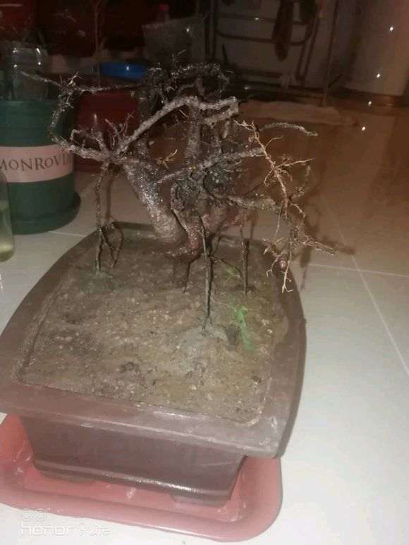 人参榕树下山桩怎么套袋倒栽的方法