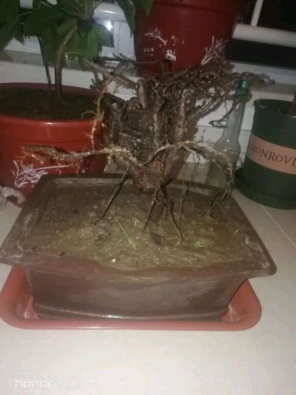 人参榕树下山桩怎么套袋倒栽的方法