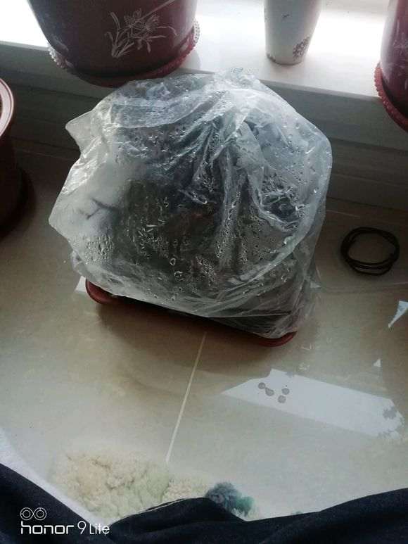 人参榕树下山桩怎么套袋倒栽的方法