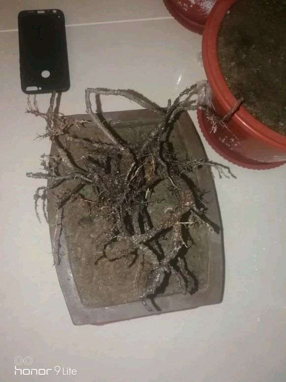 人参榕树下山桩怎么套袋倒栽的方法