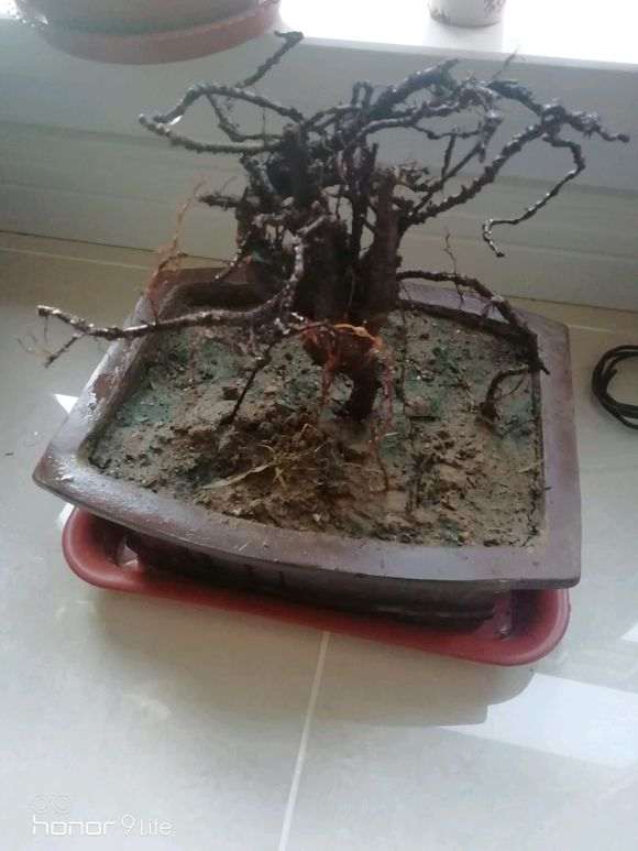 人参榕树下山桩怎么套袋倒栽的方法