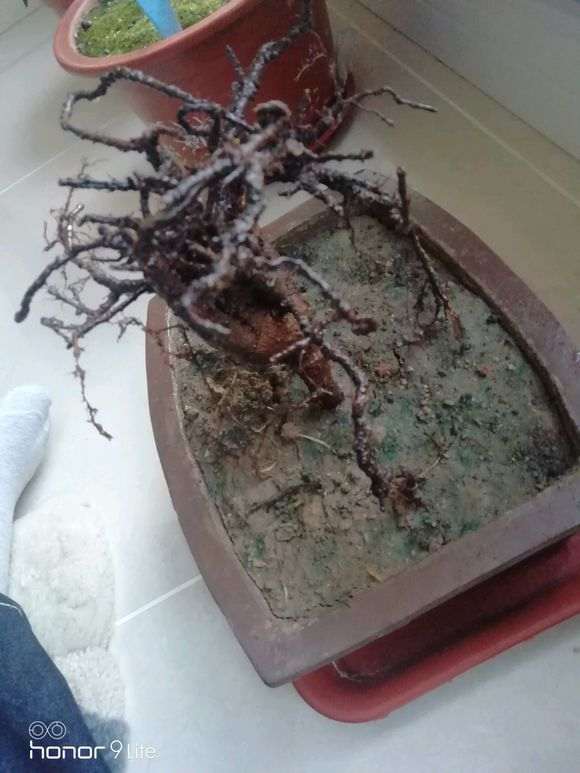 人参榕树下山桩怎么套袋倒栽的方法