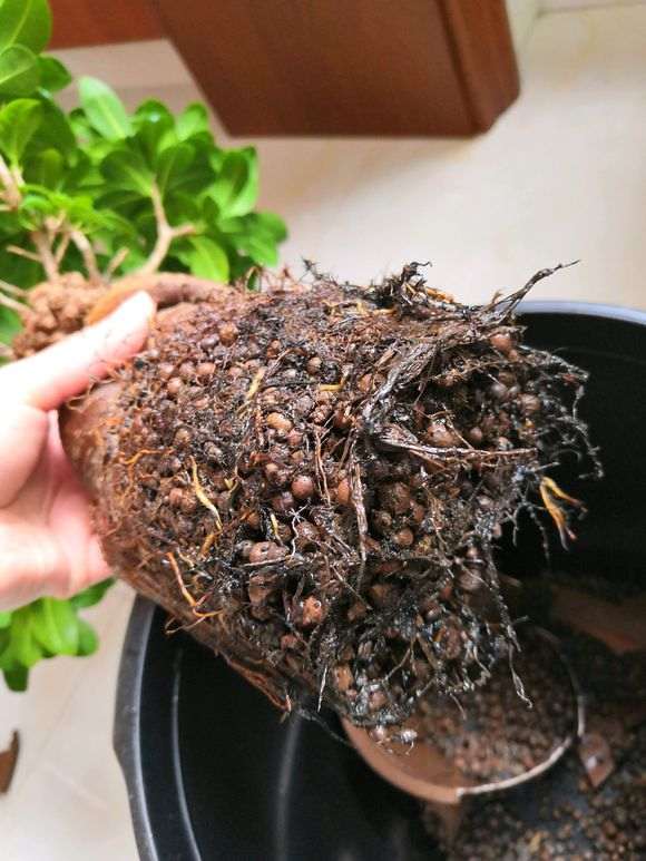 榕树下山桩的原生枝叶不敢修剪 怎么办