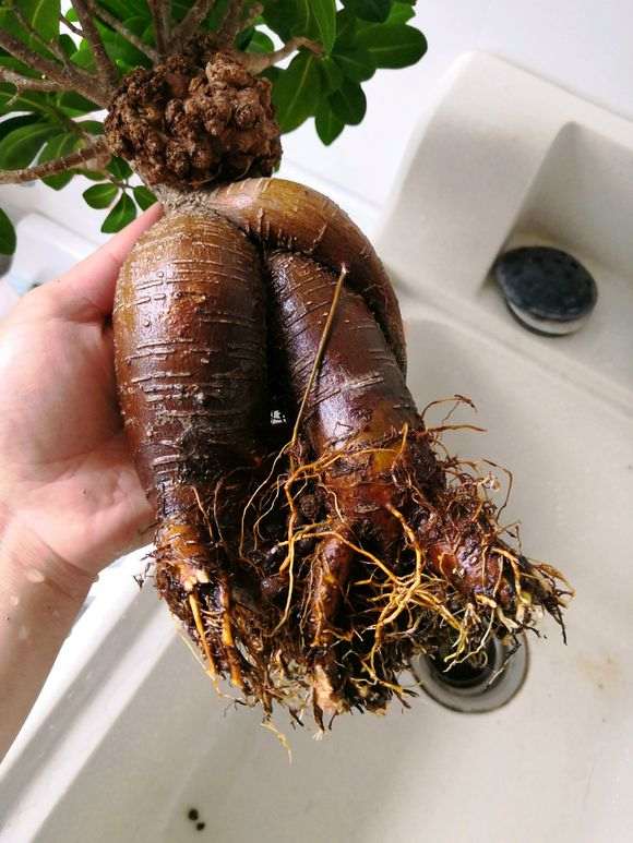 榕树下山桩的原生枝叶不敢修剪 怎么办