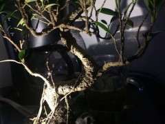 夏天榕树下山桩不晒太阳 可以吗 图片