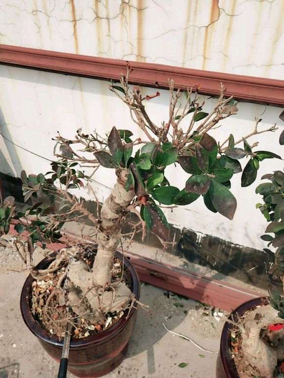 榕树下山桩可以搬到楼顶天台吗 图片