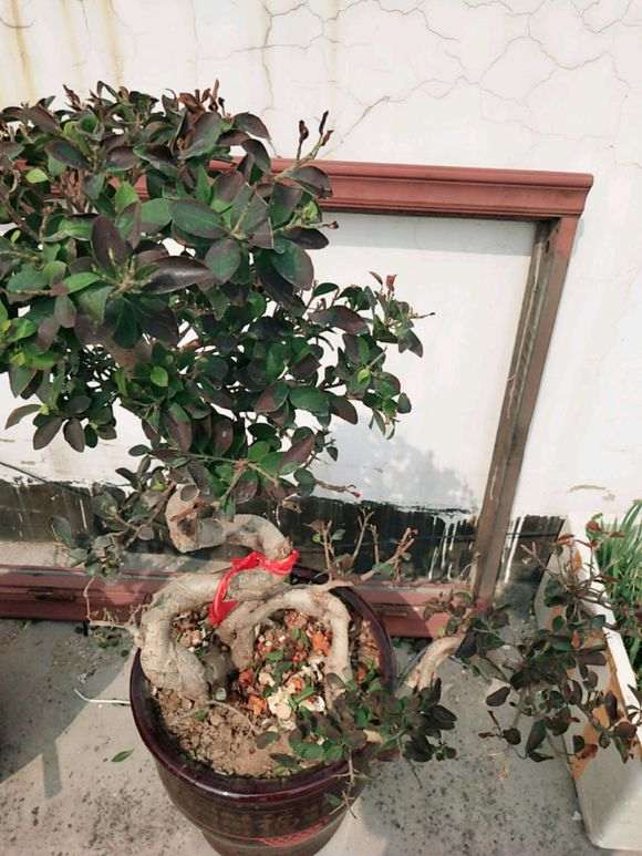 榕树下山桩可以搬到楼顶天台吗 图片