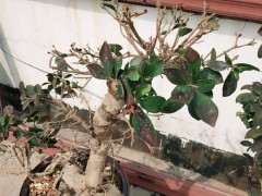 榕树下山桩可以搬到楼顶天台吗 图片