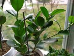 这是榕树下山桩要开花结果吗 图片