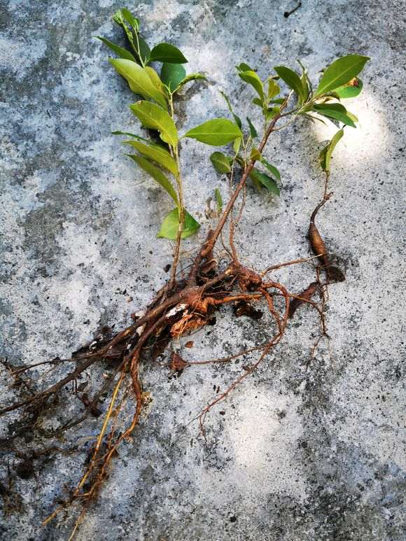 扯了三颗小榕树下山桩苗来扦插 看看如何