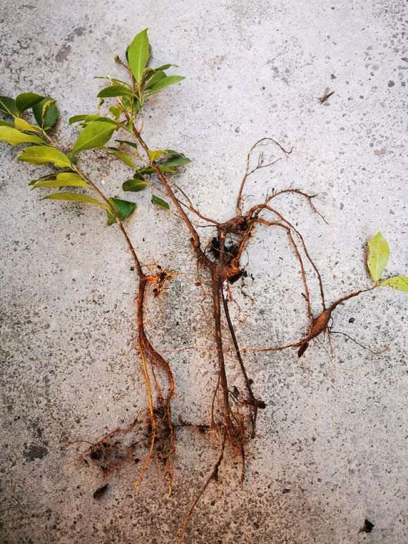 扯了三颗小榕树下山桩苗来扦插 看看如何