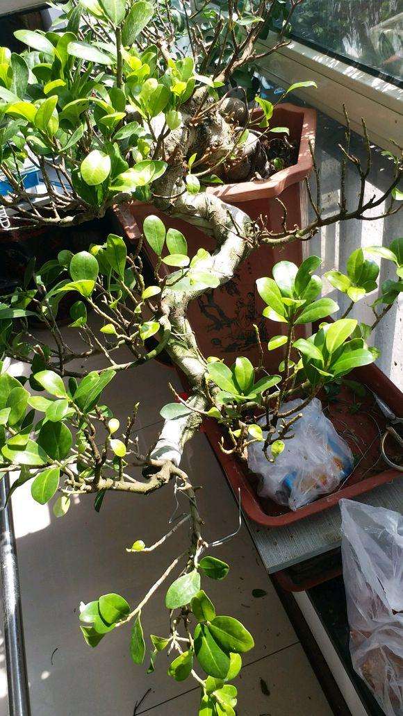 榕树下山桩有些枝条干枝 怎样养护