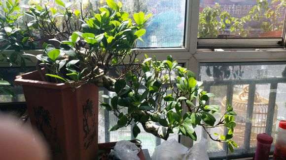 榕树下山桩有些枝条干枝 怎样养护