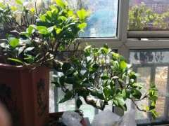 榕树下山桩有些枝条干枝 怎样养护