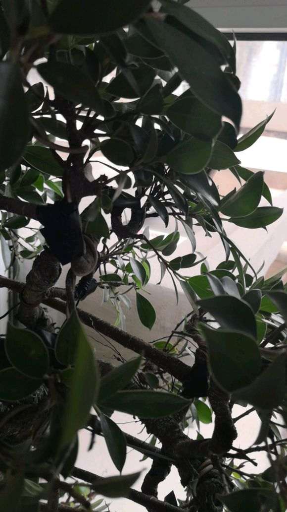 榕树下山桩嫁接了很多枝条 可以吗 图片