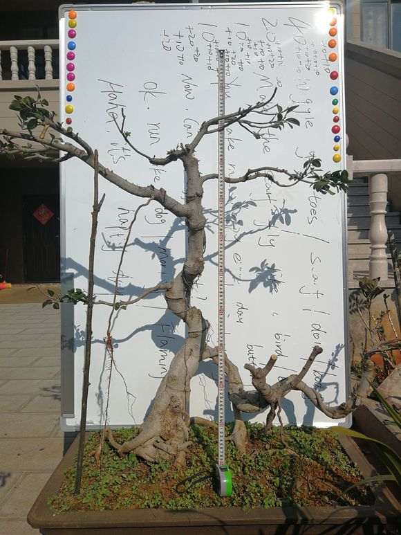 为什么榕树下山桩可以嫁接在槐树上 图片