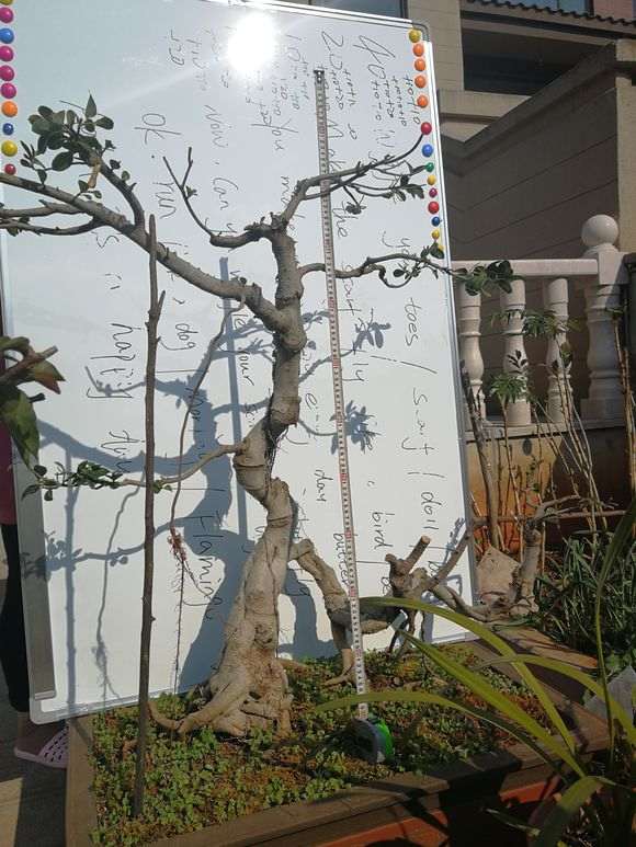 为什么榕树下山桩可以嫁接在槐树上 图片