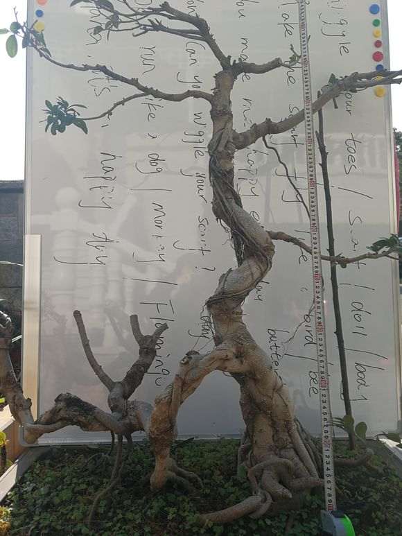 为什么榕树下山桩可以嫁接在槐树上 图片