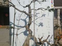 为什么榕树下山桩可以嫁接在槐树上 图片