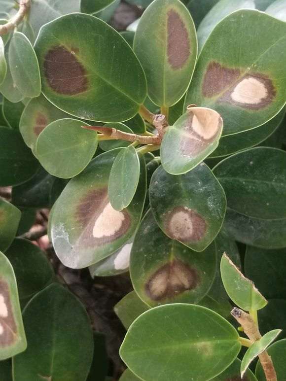 小叶榕树下山桩叶子这样是怎么回事呀