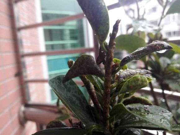 榕树下山桩的叶子都是这样了 怎么办 图片