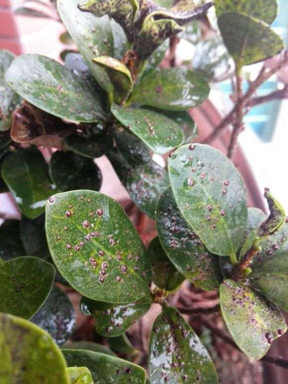 榕树下山桩的叶子都是这样了 怎么办 图片