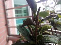 榕树下山桩的叶子都是这样了 怎么办 图片