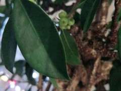 榕树下山桩枝头长的圆形的东西是什么 图片