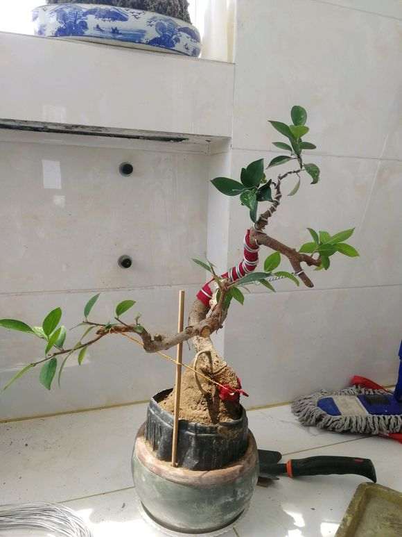 我怎么对小榕树下山桩 调形提根中 图片