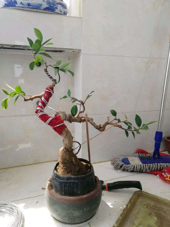 我怎么对小榕树下山桩 调形提根中 图片