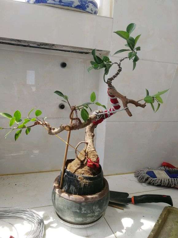 我怎么对小榕树下山桩 调形提根中 图片