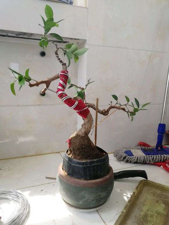 我怎么对小榕树下山桩 调形提根中 图片