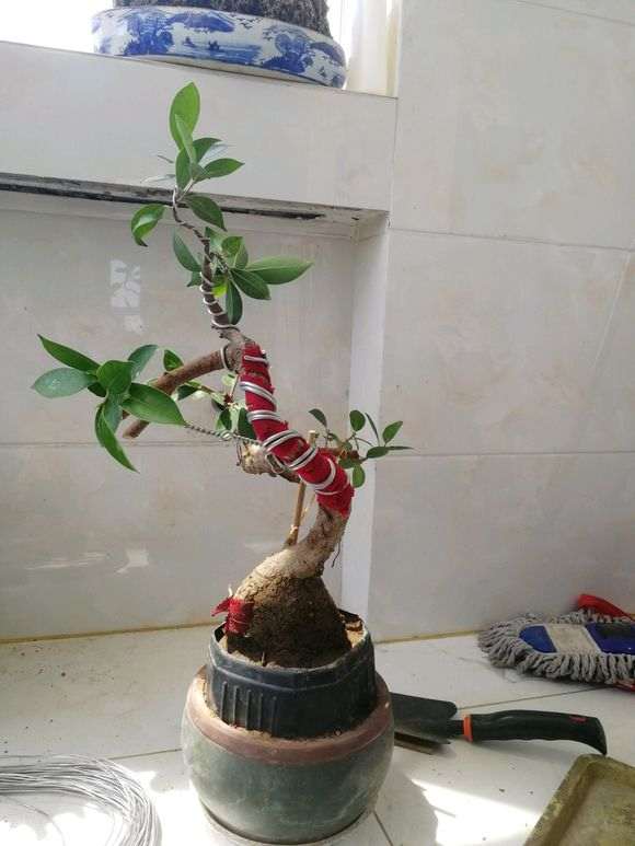 我怎么对小榕树下山桩 调形提根中 图片