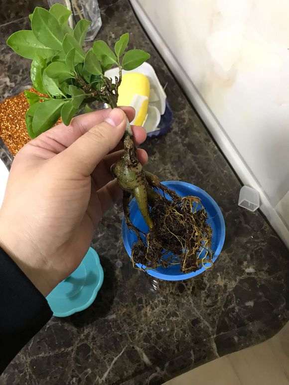 榕树下山桩洗根后怎么泡水的方法 图片