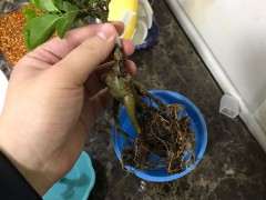 榕树下山桩洗根后怎么泡水的方法 图片